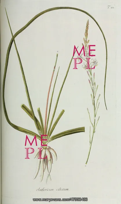 : Anthericum ciliatum : Anthericum ciliatum