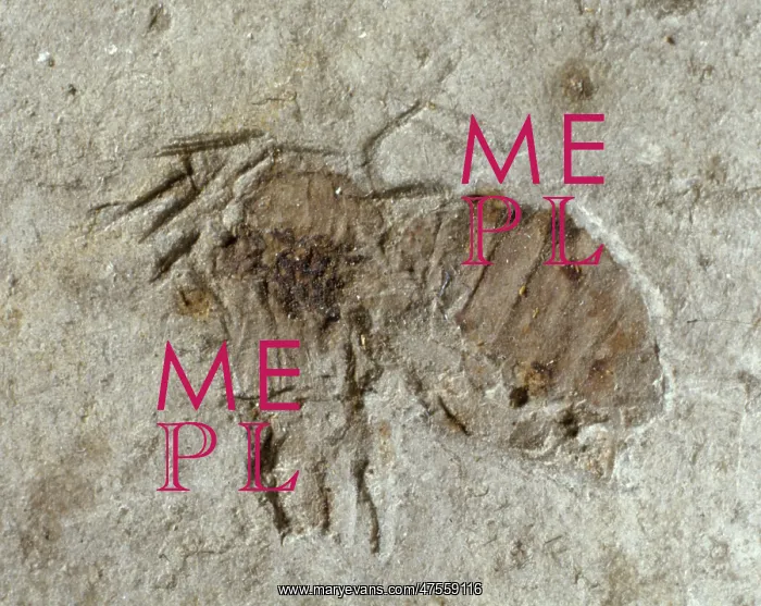 : Anthophorites titania, fossil bee : Anthophorites titania, fossil bee