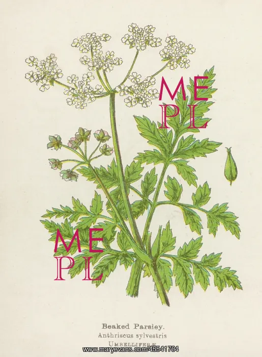  : Anthriscus Sylvestris