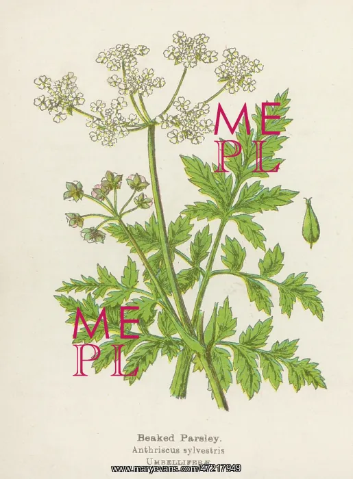  : Anthriscus Sylvestris