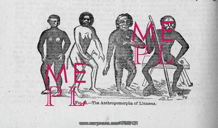 : The Anthropomorpha of Linnaeus : The Anthropomorpha of Linnaeus