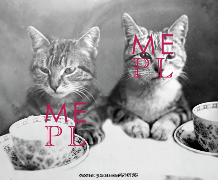 : Anthropomorphic cats, cups and saucers, Victorian period : Anthropomorphic cats, cups and saucers, Victorian period
