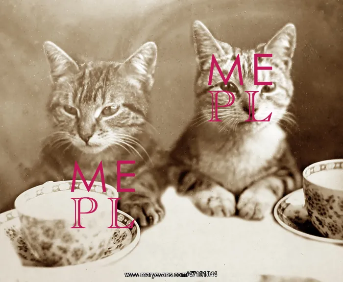 : Anthropomorphic cats, cups and saucers, Victorian period : Anthropomorphic cats, cups and saucers, Victorian period