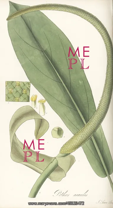 : Anthurium acaule : Anthurium acaule
