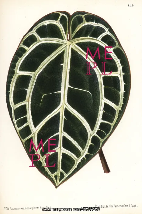 : Anthurium crystallinum : Anthurium crystallinum