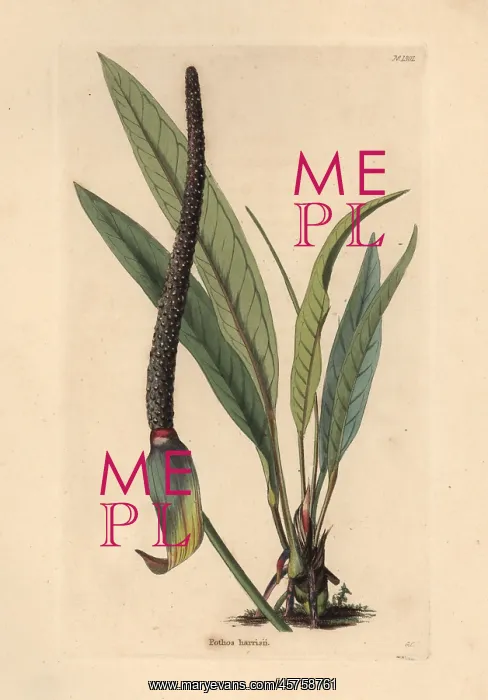 : Anthurium harrisii : Anthurium harrisii