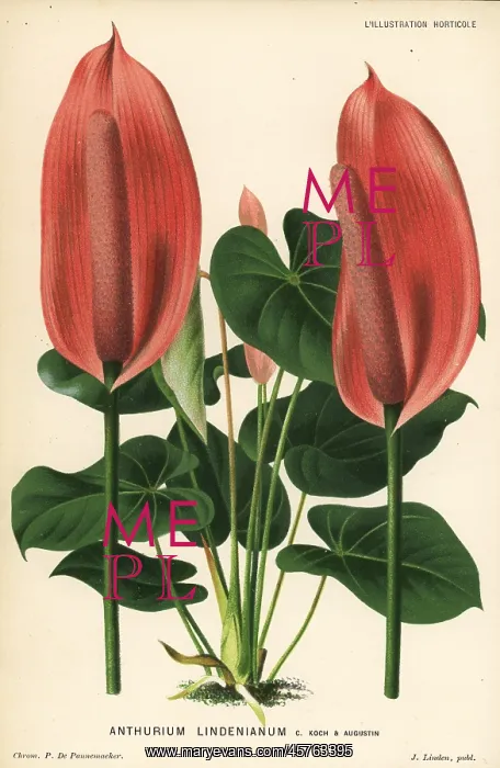 : Anthurium lindenianum : Anthurium lindenianum