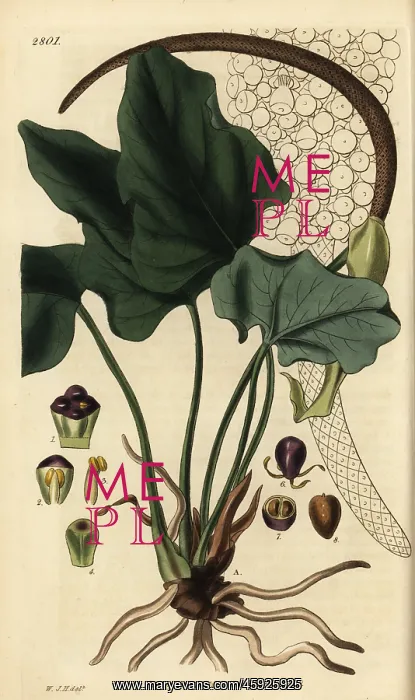: Anthurium macrophyllum : Anthurium macrophyllum