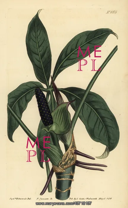 : Anthurium palmatum : Anthurium palmatum