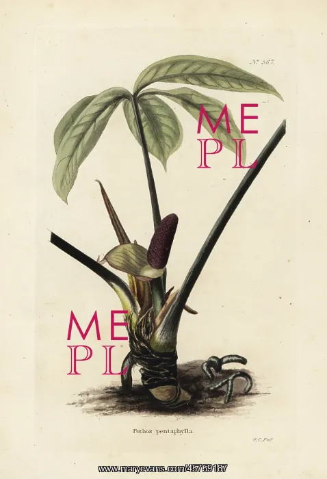 : Anthurium palmatum : Anthurium palmatum