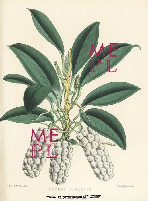: Anthurium scandens subsp. scandens : Anthurium scandens subsp. scandens
