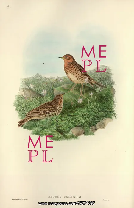 : Anthus cervinus, red-throated pipit : Anthus cervinus, red-throated pipit
