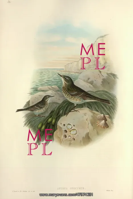 : Anthus petrosus, rock pipit : Anthus petrosus, rock pipit