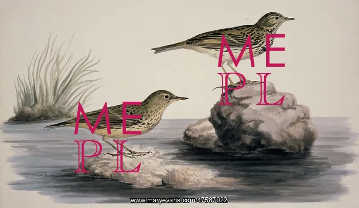 : Anthus petrosus, rock pipit : Anthus petrosus, rock pipit
