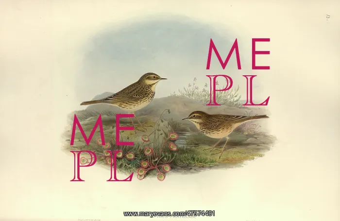  : Anthus pratensis, meadow pipit