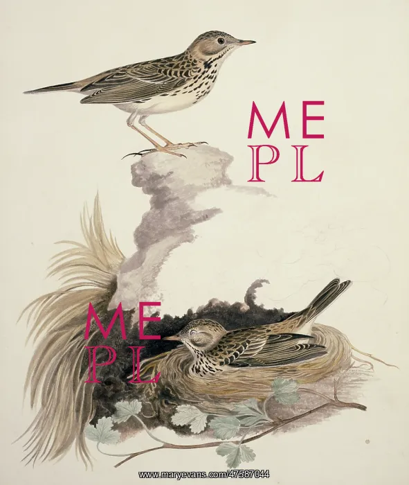 : Anthus pratensis, meadow pipit : Anthus pratensis, meadow pipit