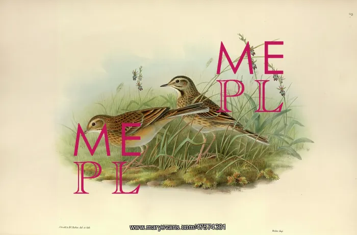  : Anthus richardii, Richard's pipit