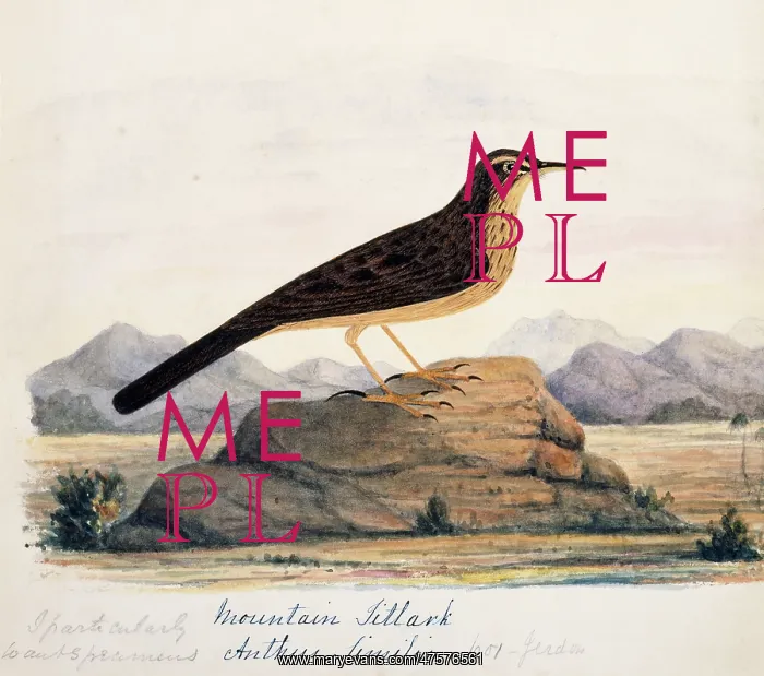 : Anthus similis, long-billed pipit : Anthus similis, long-billed pipit