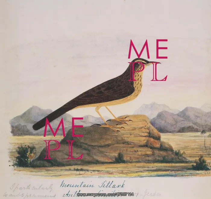 : Anthus similis, long-billed pipit : Anthus similis, long-billed pipit