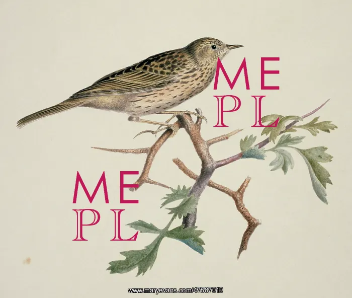 : Anthus sp. pipit : Anthus sp. pipit