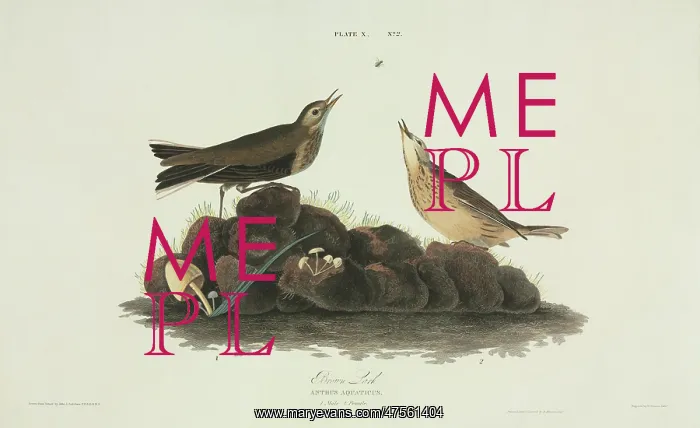 : Anthus spinoletta, water pipit : Anthus spinoletta, water pipit