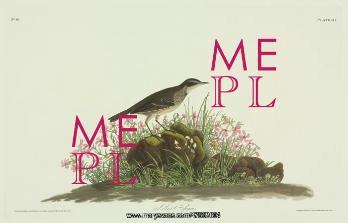 : Anthus spinoletta, water pipit : Anthus spinoletta, water pipit