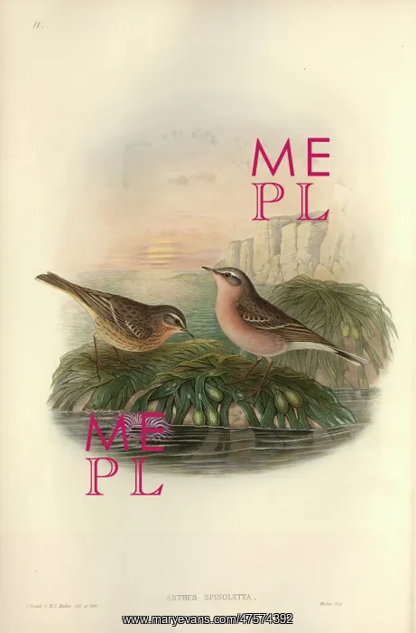 : Anthus spinoletta, water pipit : Anthus spinoletta, water pipit
