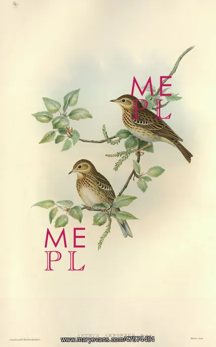 : Anthus trivialis, tree pipit : Anthus trivialis, tree pipit