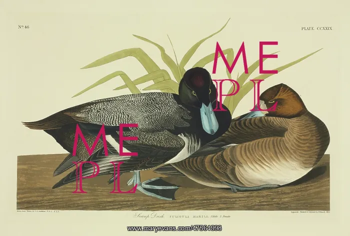 : Anthya marila, greater scaup : Anthya marila, greater scaup