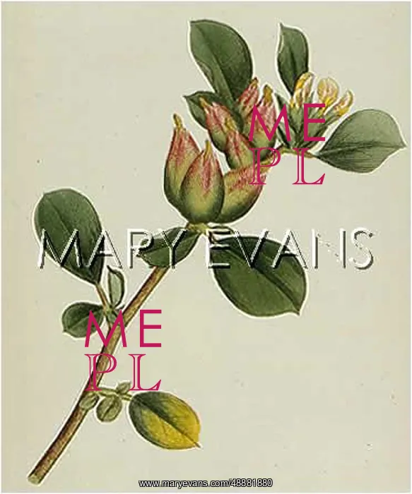  : ANTHYLLIS TETRAPHYLLA