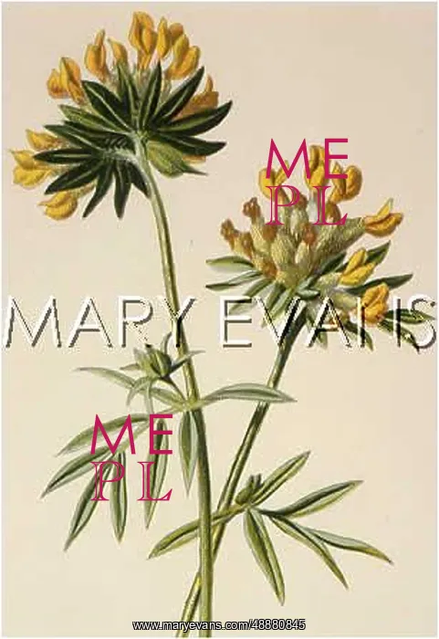  : ANTHYLLIS VULNERARIA