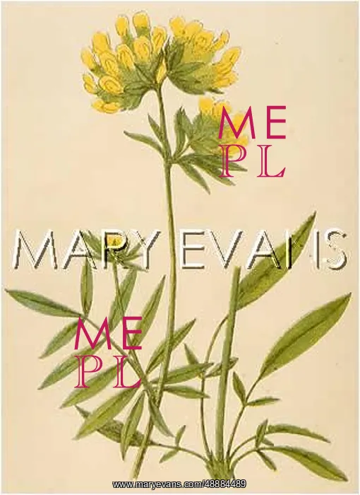  : ANTHYLLIS VULNERARIA