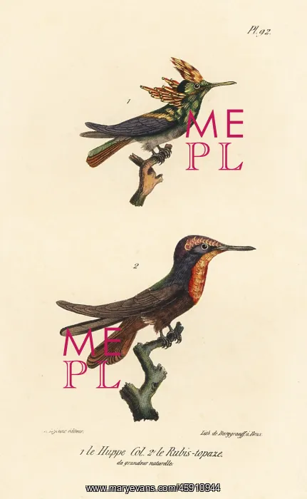 : Antillean crested hummingbird and ruby-topaz hummingbird : Antillean crested hummingbird and ruby-topaz hummingbird