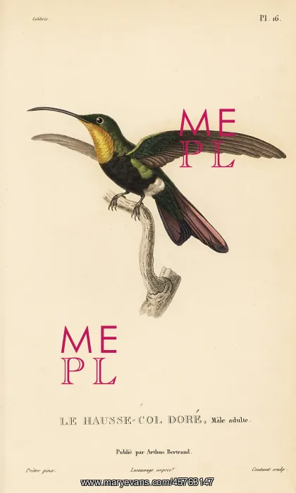 : Antillean mango, Anthracothorax dominicus : Antillean mango, Anthracothorax dominicus