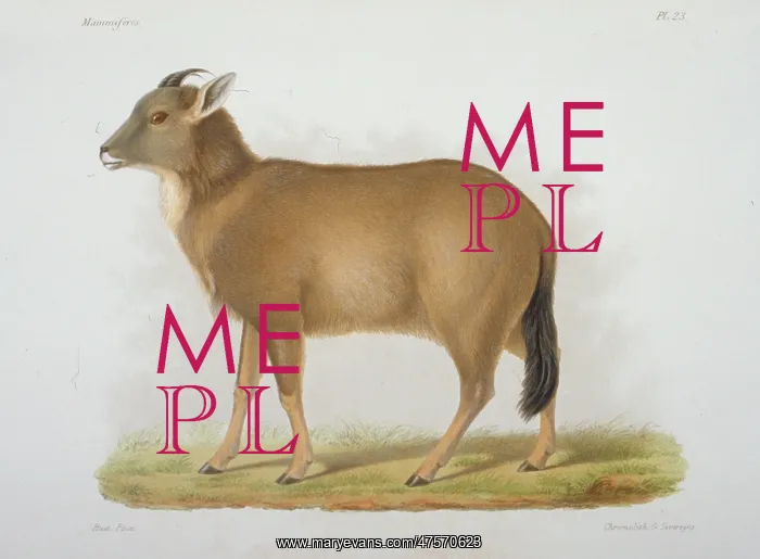 : Antilope caudata, blackbuck : Antilope caudata, blackbuck