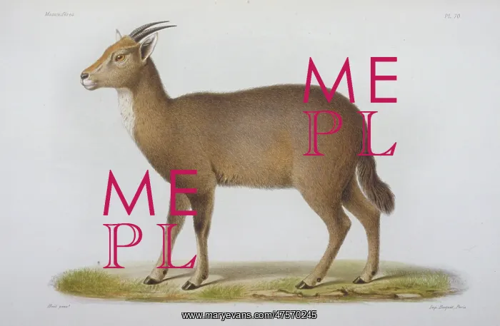 : Antilope cinerea, Chinese goral : Antilope cinerea, Chinese goral