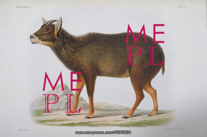 : Antilope edwardsii, goral : Antilope edwardsii, goral