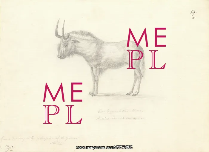: Antilope Gnu : Antilope Gnu