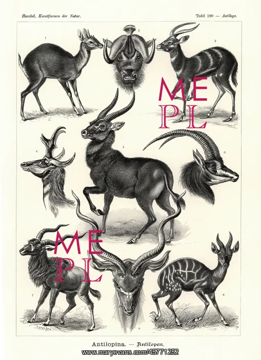: Antilopina antelopes : Antilopina antelopes