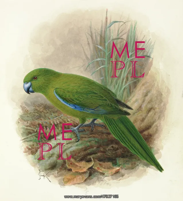 : Antipodes Island Parakeet : Antipodes Island Parakeet