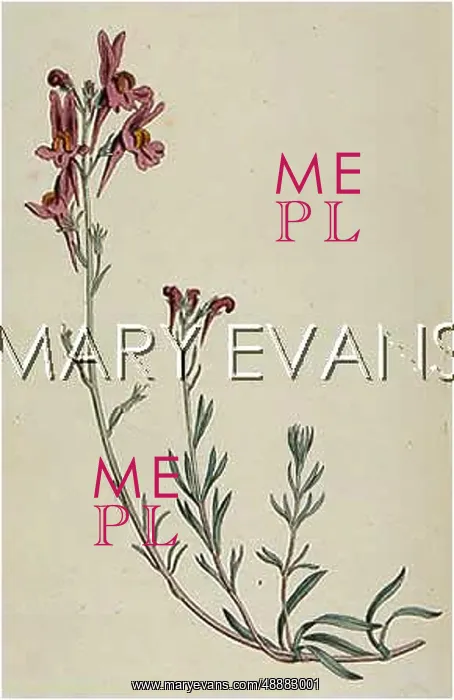  : ANTIRRHINUM ALPINUM