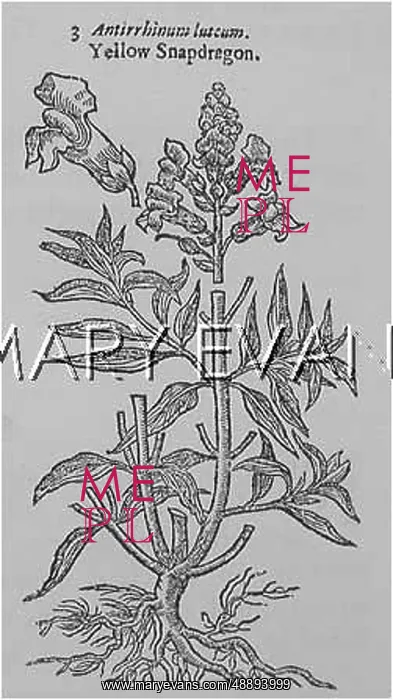  : ANTIRRHINUM LUTEUM