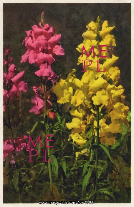  : Antirrhinum majus - Snapdragon