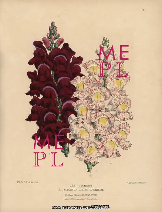 : Antirrhinum or snapdragon hybrids, W Robinson and Delicatum : Antirrhinum or snapdragon hybrids, W Robinson and Delicatum