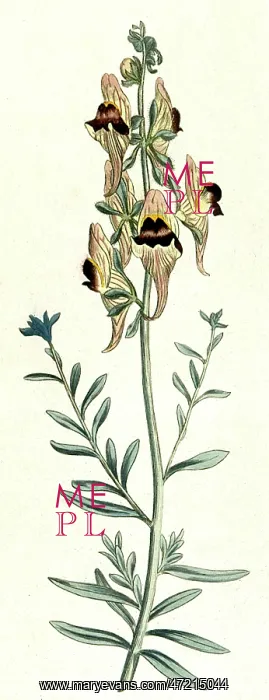 : ANTIRRHINUM TRISTE : ANTIRRHINUM TRISTE