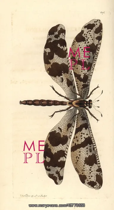 : Antlion, Myrmeleon species : Antlion, Myrmeleon species
