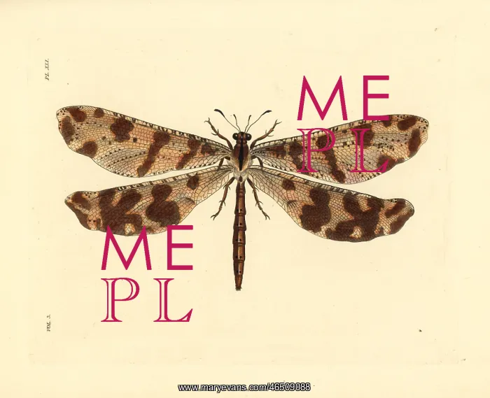 : Antlion, Palpares libelluloides : Antlion, Palpares libelluloides