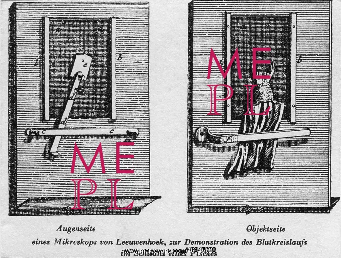: Antoni van Leeuwenhoek : Antoni van Leeuwenhoek