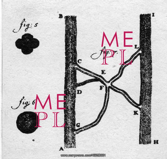 : Antoni van Leeuwenhoek : Antoni van Leeuwenhoek
