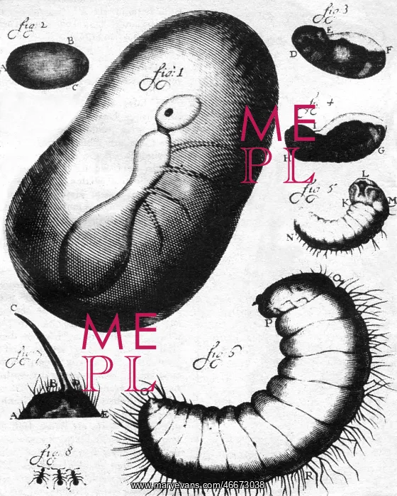 : Antoni van Leeuwenhoek : Antoni van Leeuwenhoek
